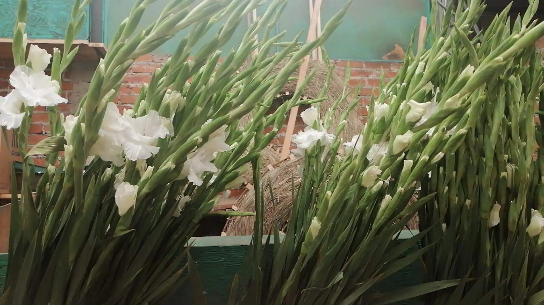 Cultivos de gladiola se sembrarán en la comunidad de El Organal.